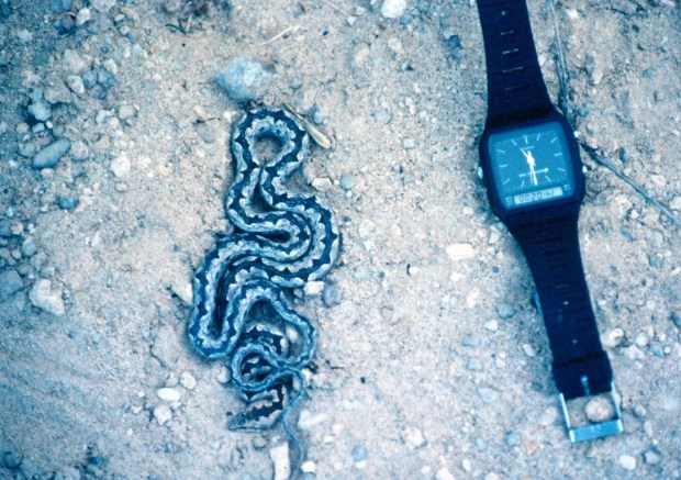 14-ShabaBarkSnakeWatch