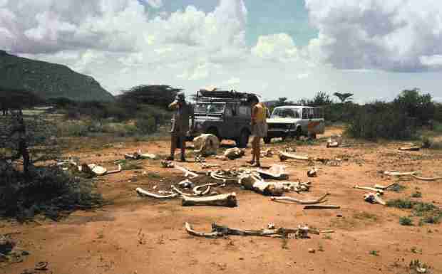  The elephant skeleton: A vast open cemetery that brings up many reflexions as the tusks were missing...