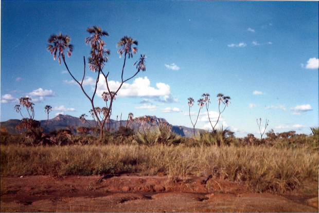 Landscape around the Ewaso Nyiro, nearby the Shaba campsite: Doum palms and red soil (laterite).