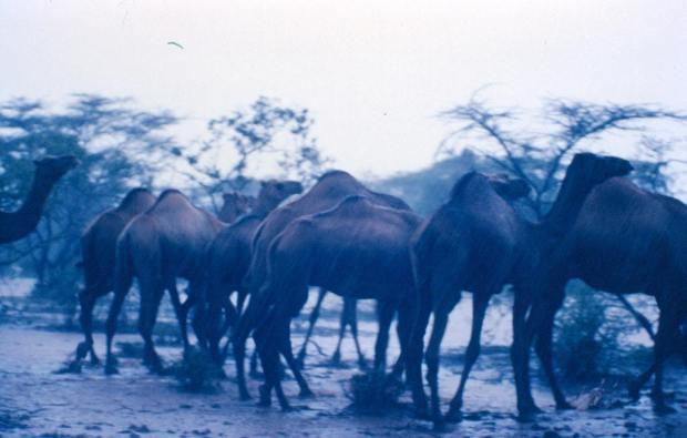 A group of camels: Under the unusual strong shower of that day...