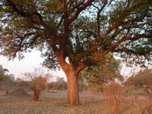 Good eyes are needed to spot the "baby" Zambezi fig tree...