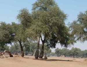 Apple rig Acacia woodlands.