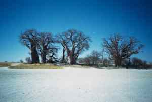 Baines' baobabs in 1999.