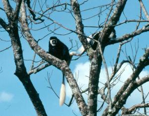 Colobus monkeys keeping an eye on the garden.