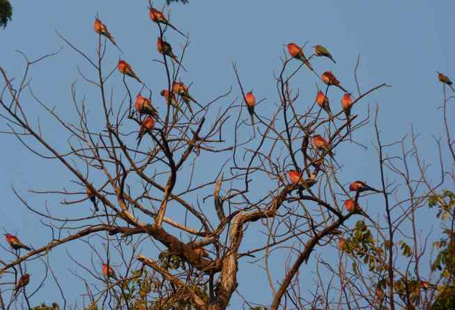 Southern carmine bee-eaters basking in the sun.