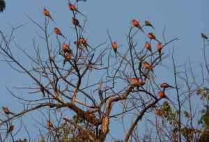 Southern carmine bee-eaters basking in the sun.