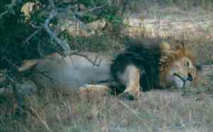 black mane cottars small