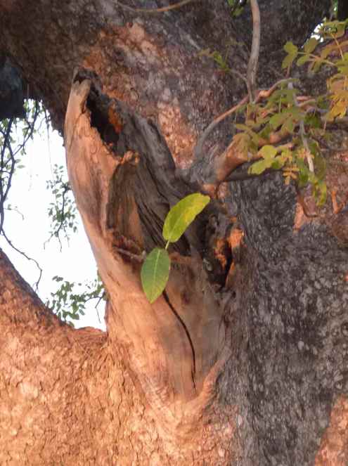 The birth of a Zambezi fig tree.