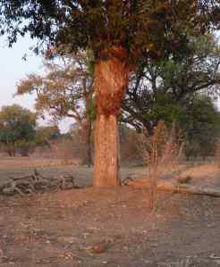 A closer view of the fig tree being browsed and stopped from engulfing the host tree.