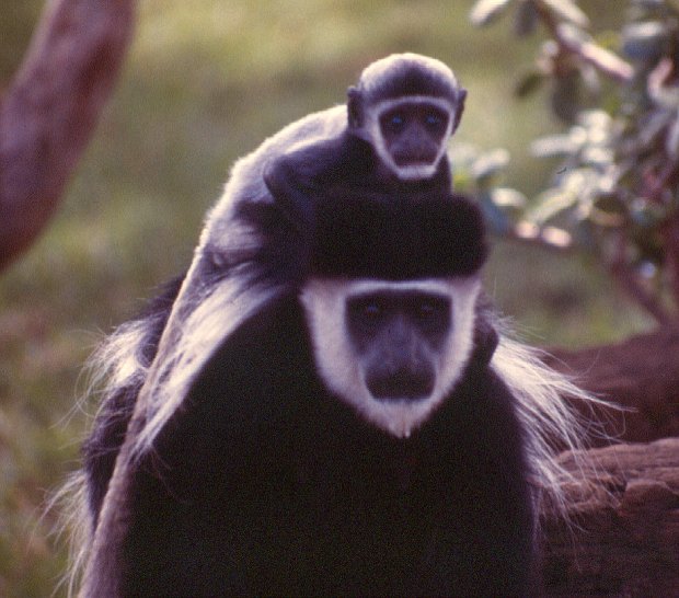 Colobus Elsamere Naiv