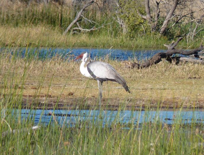 crane cropped and small