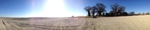 cropped-baines-baobabs-panoramic-june-14-small.jpg
