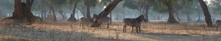 cropped-zebra-and-trees-morning.jpg