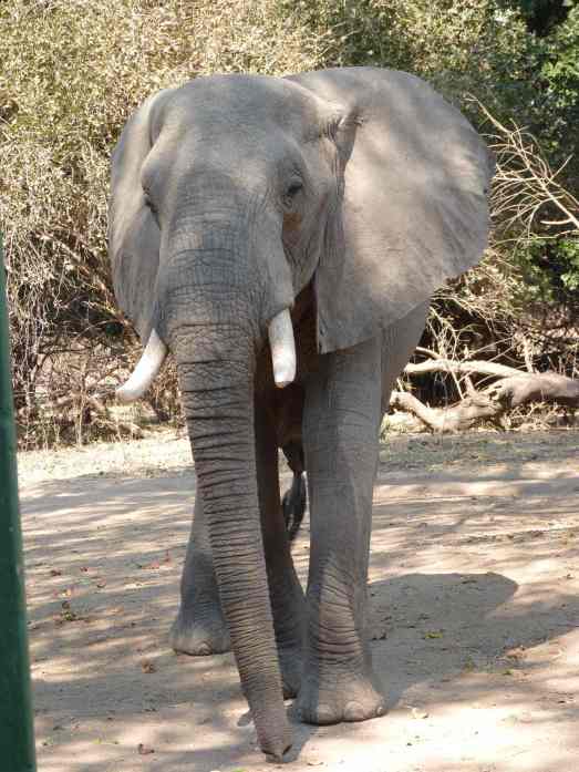 It was coming in my direction...