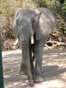 It was coming in my direction...