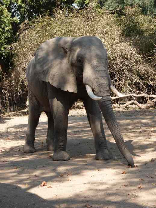 Thankfully its attention was solely on the Acacia pods.