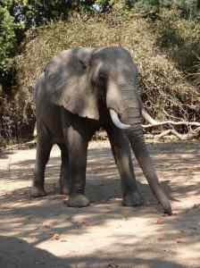 Thankfully its attention was solely on the Acacia pods.