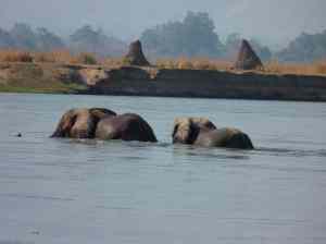 Elephants crossing the channel.