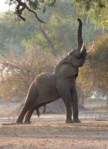 Pod collecting at full stretch.