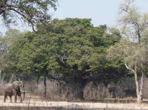 Fig tree and tusker.