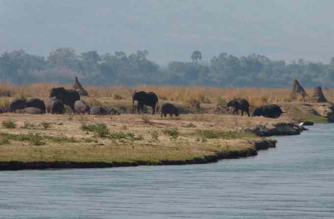 elephants and hippos