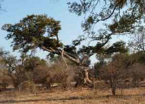 A collapsing fig tree.