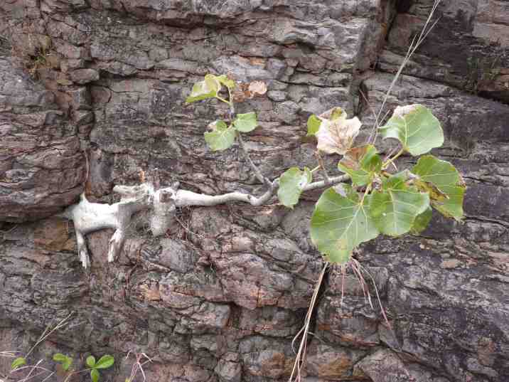 Fig tree growth can even crack rocks and buildings. 
