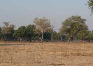 The Mana woodlands in the afternoon.