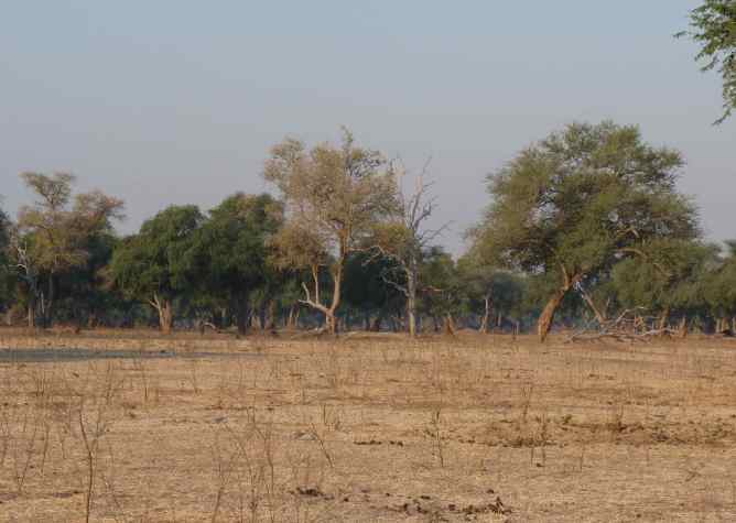 The Mana woodlands in the afternoon.