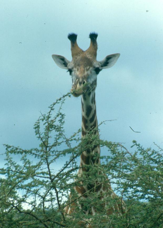 One of the giraffes browsing at the airport!