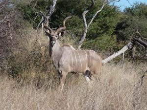 Greater Kudu bull near the Boteti river.