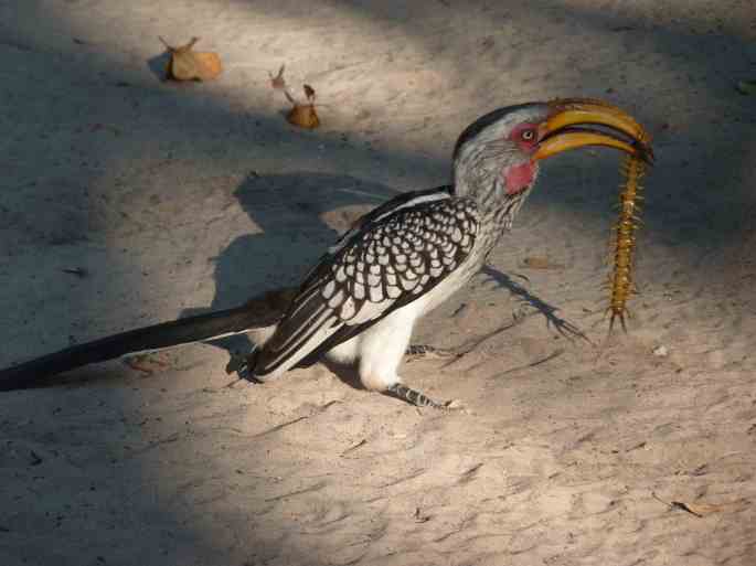 Yellowbilled hornbill bashing the centipede.