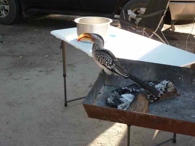 hornbill at camp 2 moremi small