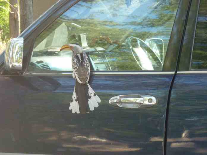 hornbill on glass small