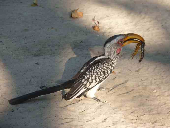 Hornbill with centipede at Nxai camp site small