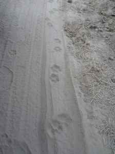 Lion paw marks on the dusty road.