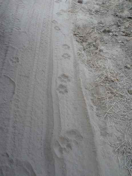 Lion paw marks on the dusty road.