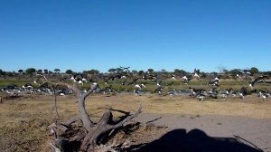 marabou flying snapshot