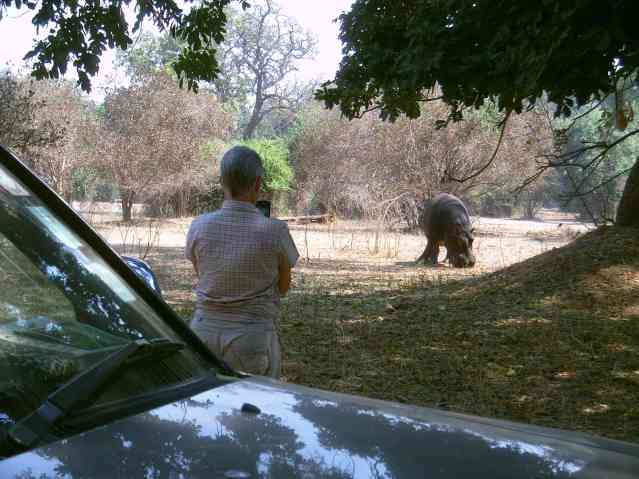 My wife keeping an eye on our hippo visitor during a day visit.