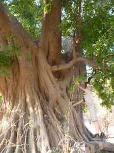 A battle going on. The branch on the right, above my wife, belongs to the host tree being engulfed by the fig tree.