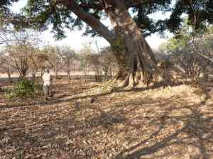 Watching a fig embrace. The branch on the left belongs to the host tree.