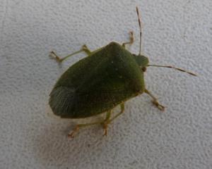 P1090861 stinkbug cropped and small