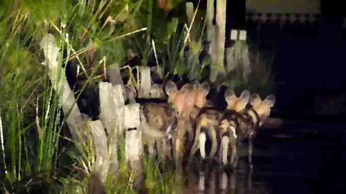Painted dogs at Third Bridge. It was a very poor picture taken with the car lights so I smudged it to try to be "artistic"...