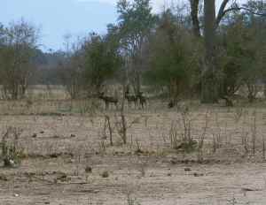 A couple of the wild dogs seen during an earlier visit.