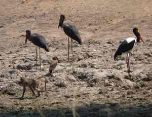 The saddle bill storks.