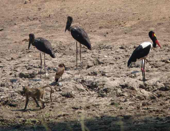 The saddle bill storks.