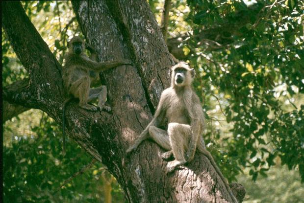 Tsavo W baboon best small