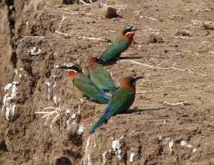 White fronted bee-eaters at the bank.