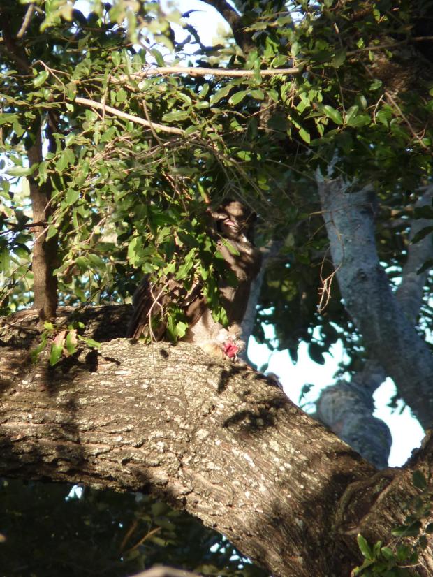 branch with red spot