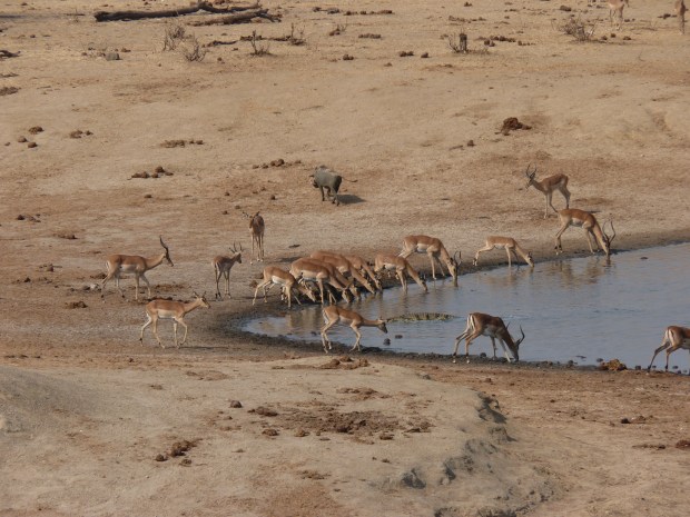 Croc attack 7 (after)